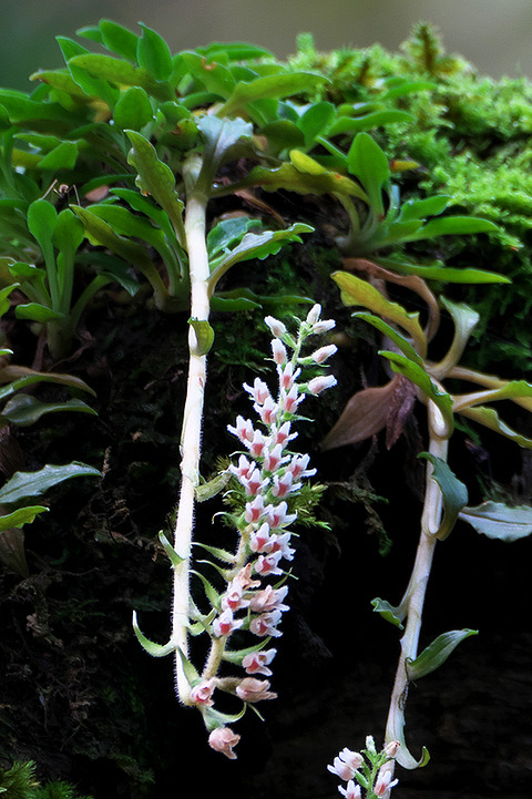DSR01473