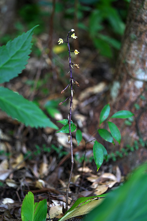 DSR02149