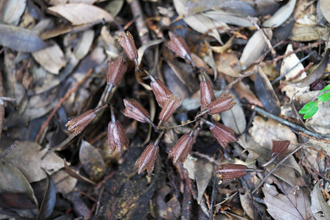 DSR01254