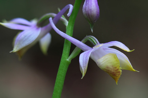 DCR00002・5・8・9・15st