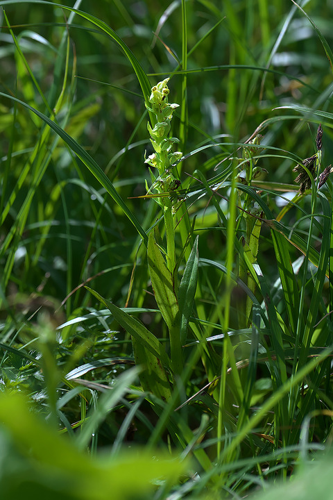 DCR01096