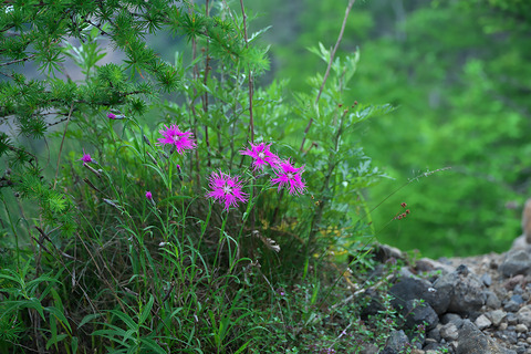 DCR04922