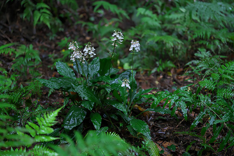 DCR04170