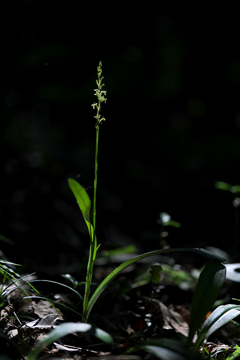 DCV05023