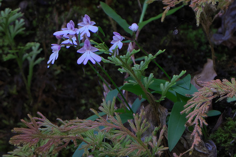 DSR02318