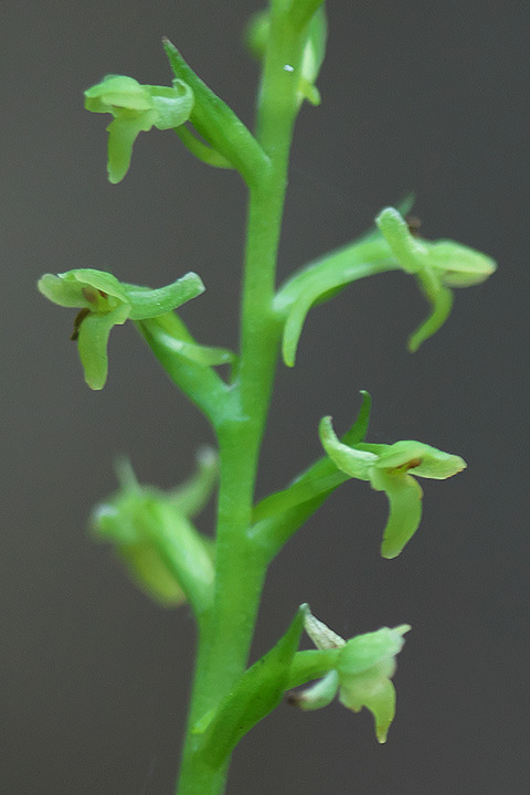 DSR00181