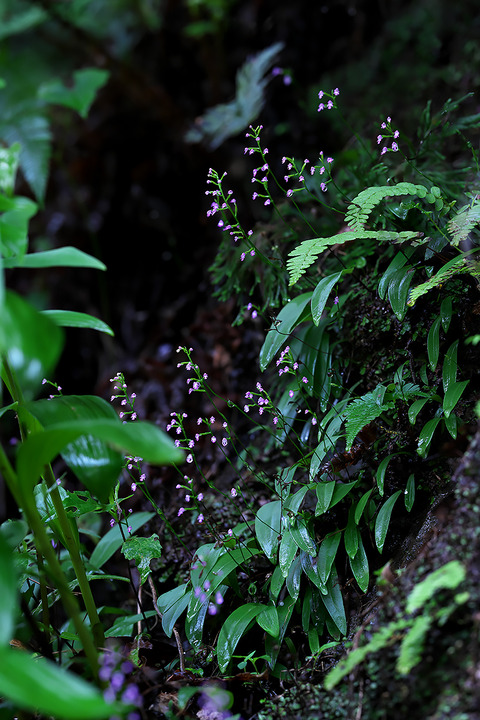 DCV07330・7333・7337st