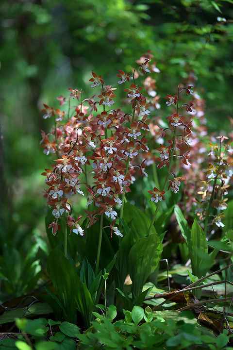 DCR08016-08018stttif