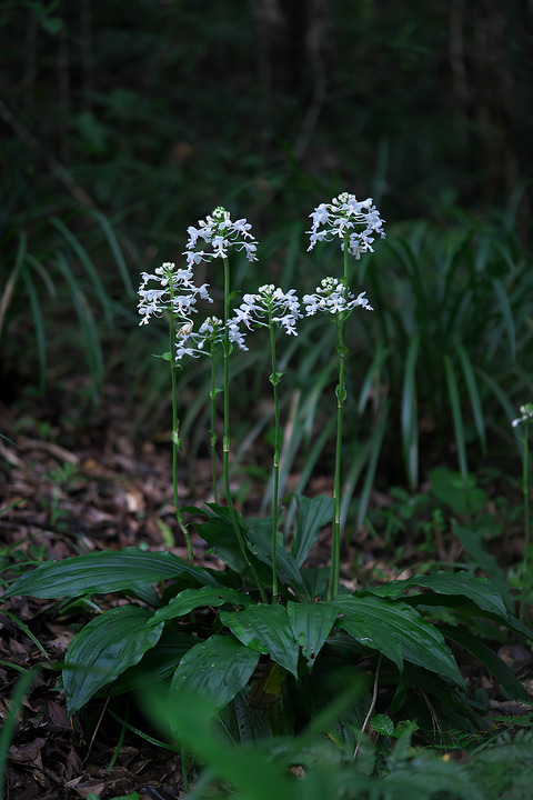 DCR00542