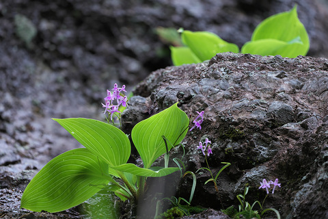 DCR08481・08482・08485st