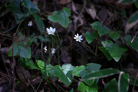 DSR09591