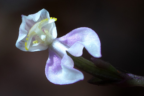 DSR09051