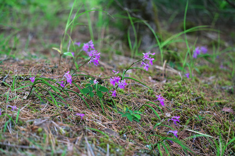 DCR08556・08557・08566st