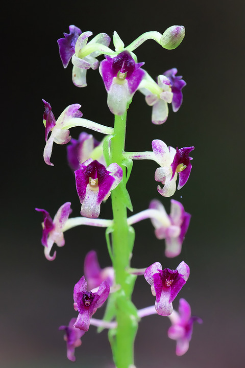 DCR06044・6046・6047・6048st