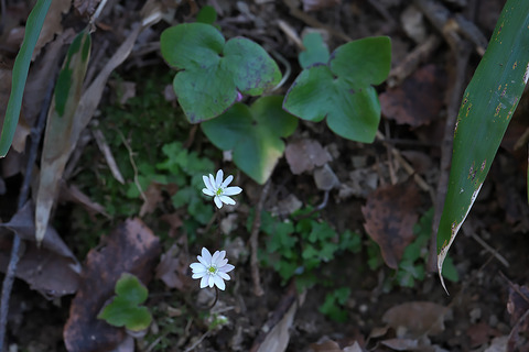 DSC04236