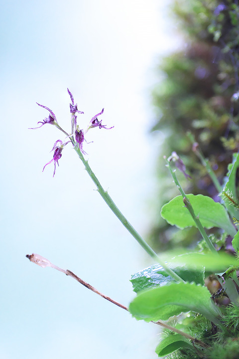 DCV03492・3513・3516・3517st