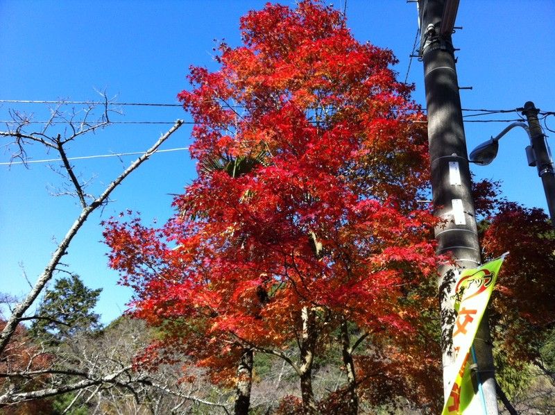 犬鳴山の紅葉 Von Von Bee 犬鳴山の紅葉 Von Von Bee
