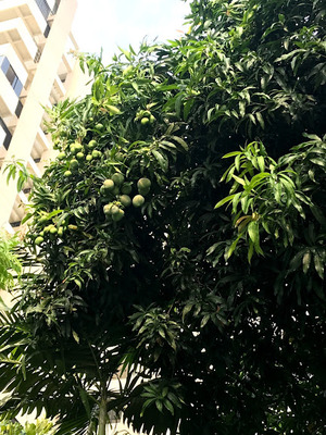 mango tree