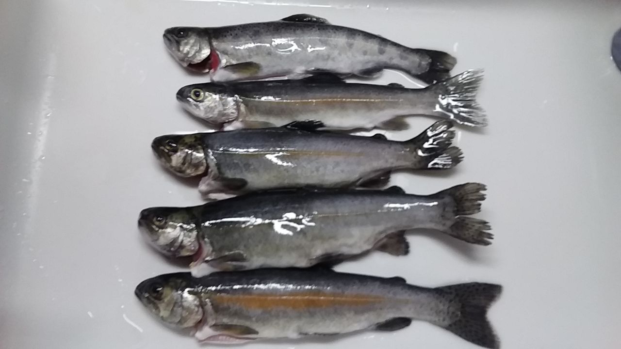 エリアのトラウトをキープする なにわ釣り日記 エリアのトラウトをキープする なにわ釣り日記