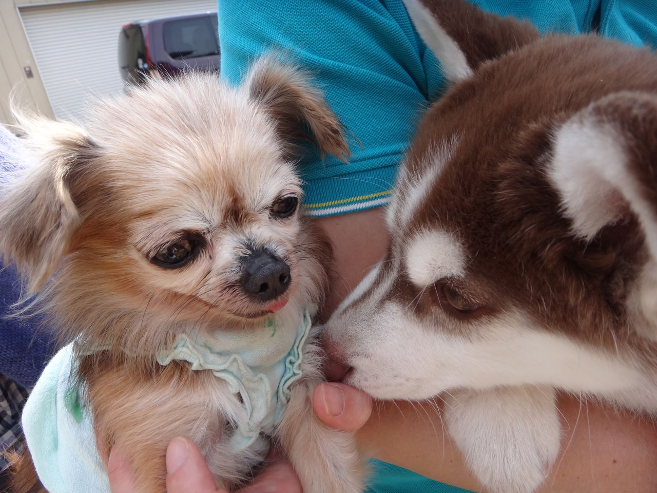 老犬チワワ ハスキー Volkの成長日記
