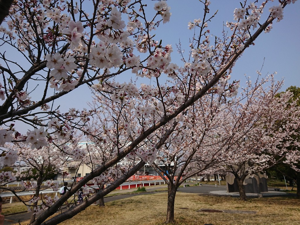 桜満開 間もなく募集開始 ベリアス リメイン 春日井市 チーム ベリアス活動日誌 ヘンタイのススメ