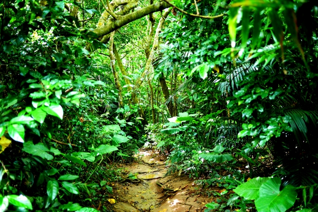 ヤバい、南米のジャングルで迷ってたら現地民に捕まった