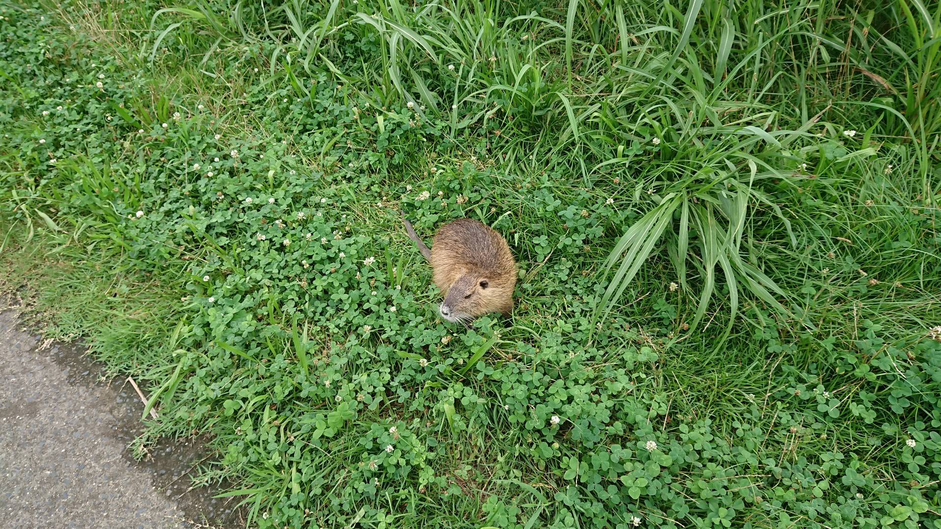 【画像】アメリカのドブネズミ、異常なくらいデカいwwwwwwwwwwww : VIPPER速報