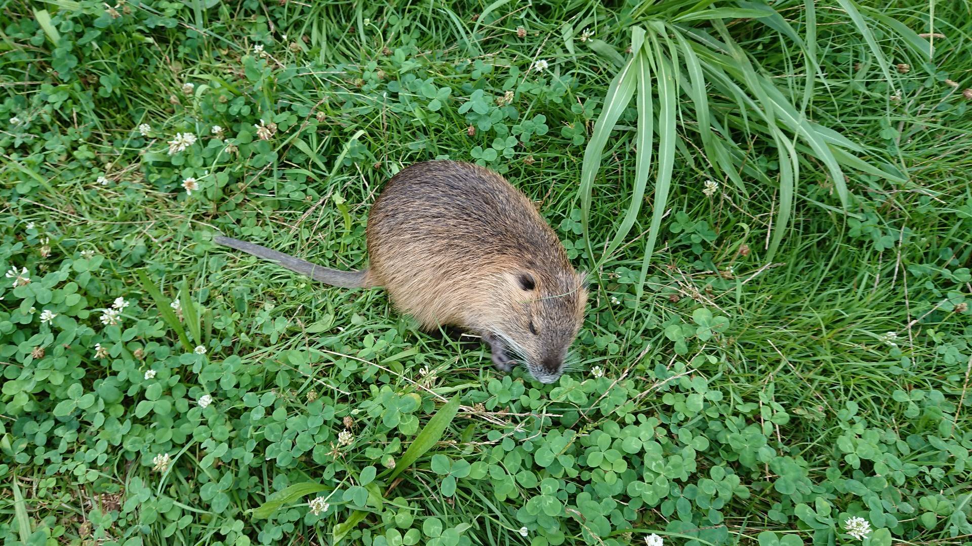 【画像】アメリカのドブネズミ、異常なくらいデカいwwwwwwwwwwww : VIPPER速報