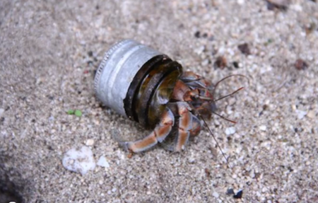 ヤドカリの貝殻に異変 クールすぎる新居 をデザインした正体とは Village Vanguard Magazine