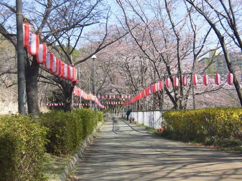 桜まつり会場 (3)