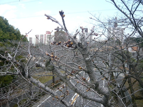P1080904