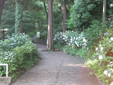 紫陽花－桧山公園付近 (2)