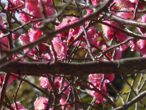 桃の花 (2)