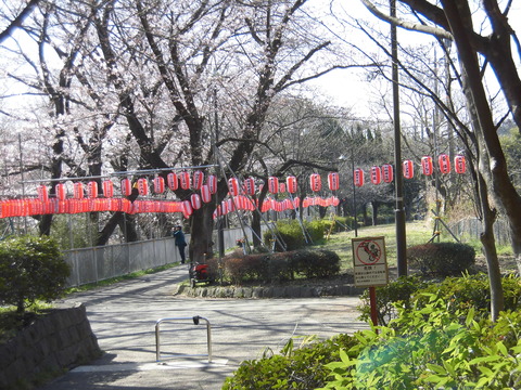 桜まつり会場