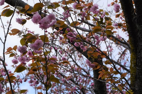 50ヤエザクラDSC_6875