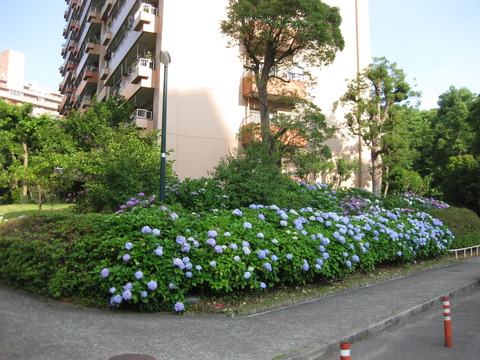 紫陽花-2-6棟東側 (4)