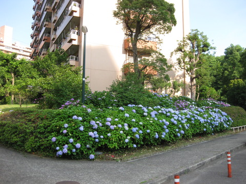 紫陽花－2－6棟東側 (4)