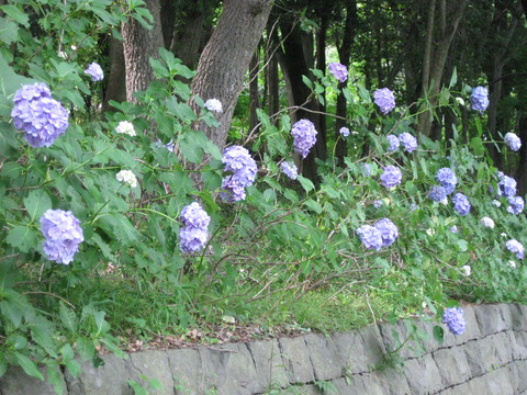 紫陽花-遊水池 (2)