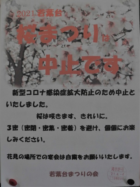 47桜祭り中止