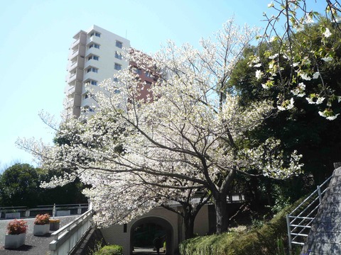 P1010893のコピー
