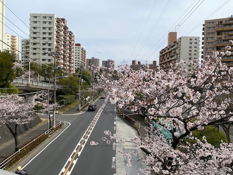 桜2