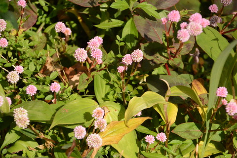 36ヒメツルソバ