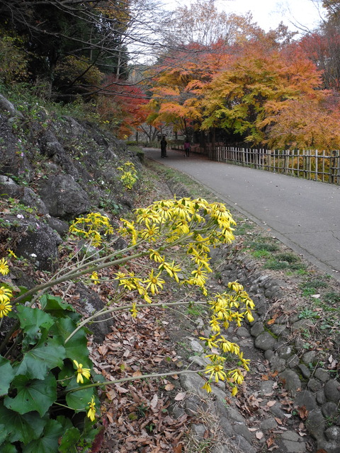 35ツワブキとモミジ