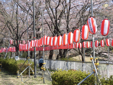 桜まつり会場 (2)