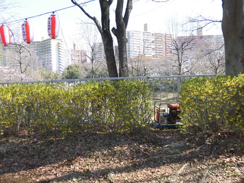 桜まつり会場 (4)