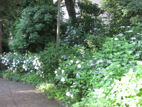 紫陽花-桧山公園付近 (3)