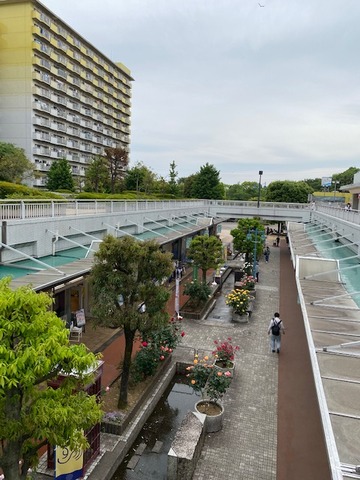 051009商店街バラ