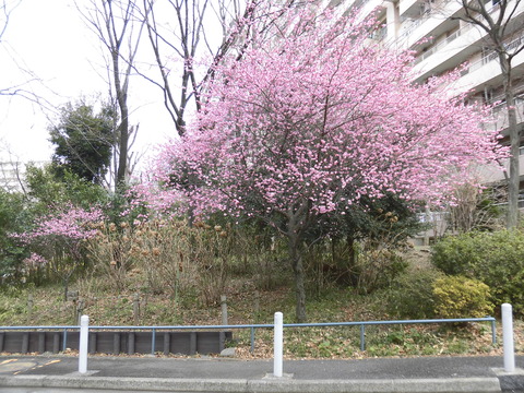 桃の花19棟
