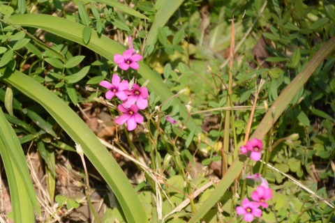 35イモカタバミ