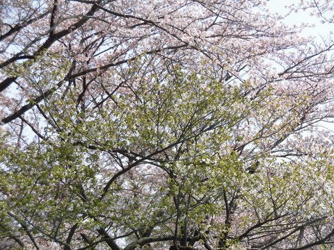 桜まつり、葉桜